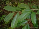 Sorocea bonplandii