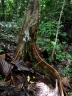 Artocarpus elasticus
