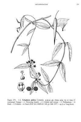 Tylophora glabra