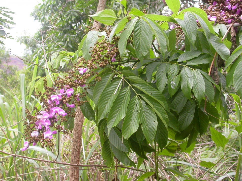 Millettia versicolor