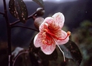 Ceiba boliviana