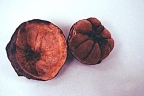 Eschweilera coriacea