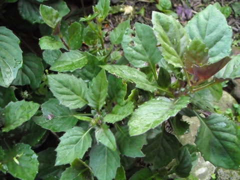 Gynura bicolor