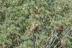 Melianthus comosus