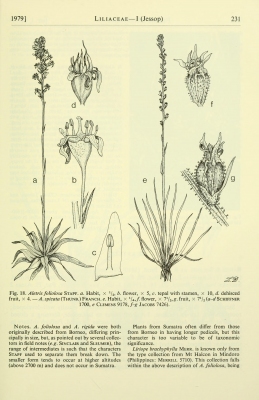 Aletris spicata