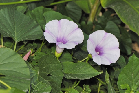 Stictocardia tiliifolia