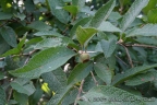 Campomanesia guazumifolia
