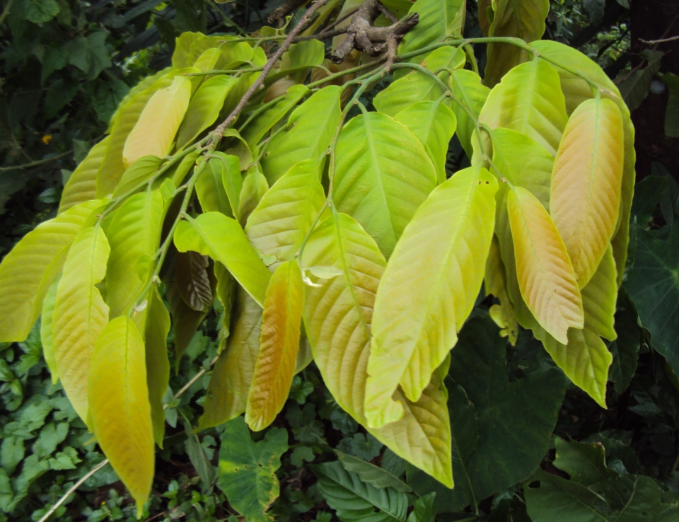 Polyalthia fragrans