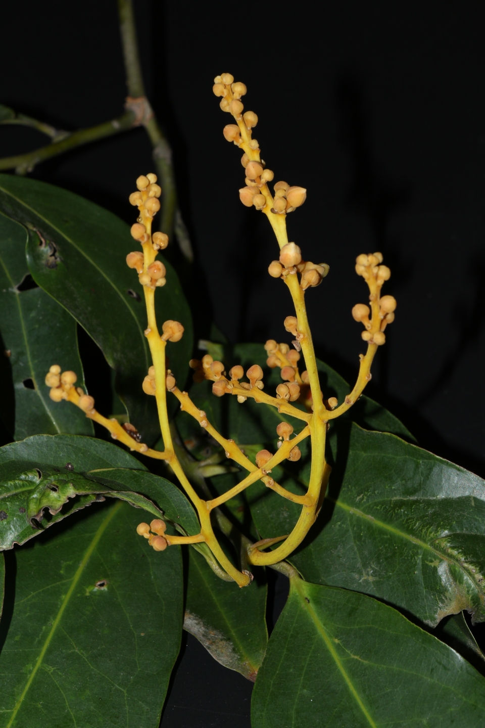 Xanthophyllum vitellinum