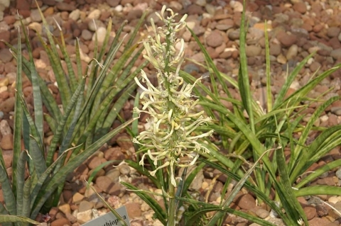 Sansevieria aethiopica