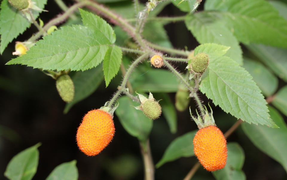 Rubus sumatranus