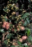 Syzygium papyraceum