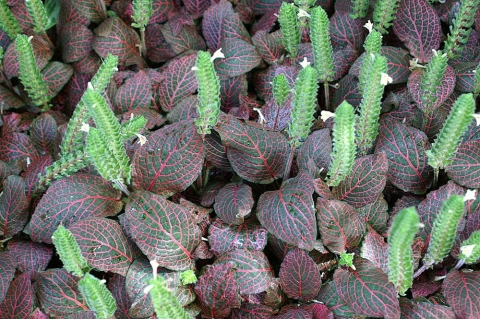 Fittonia albivenis