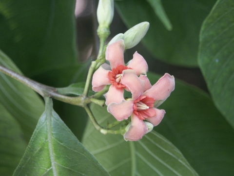 Wrightia coccinea