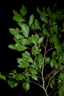 Irvingia gabonensis