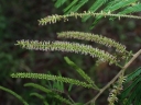 Piptadenia gonoacantha