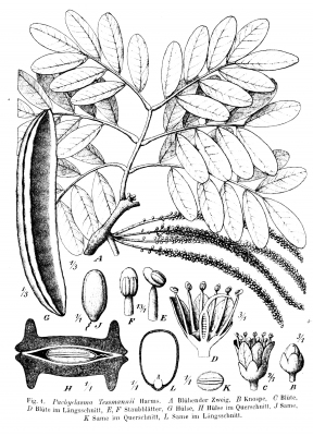 Pachyelasma tessmannii