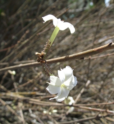 Plumbago aphylla