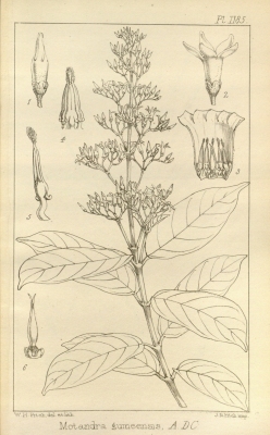Motandra guineensis