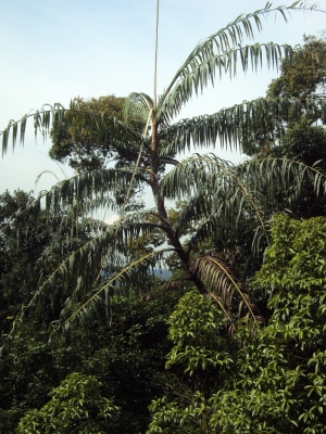 Plectocomia elongata