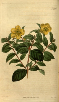 Hypericum uralum