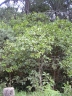Psidium cattleianum