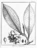 Guatteria guianensis