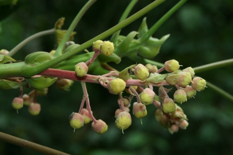 Sloanea grandiflora