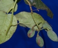 Solanum cajanumense
