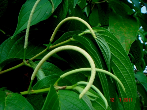 Piper angustifolium