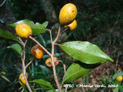 Vantanea compacta