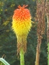 Kniphofia linearifolia