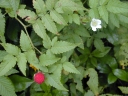 Rubus rosifolius