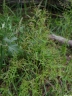 Chenopodium graveolens