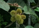 Sloanea grandiflora