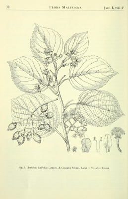 Actinidia latifolia