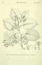 Actinidia latifolia