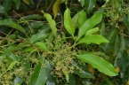 Olea paniculata