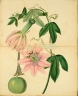 Passiflora pinnatistipula