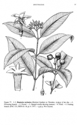 Hunteria zeylanica