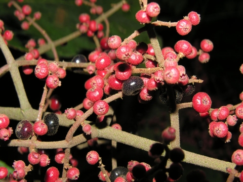 Miconia impetiolaris