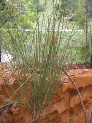 Euphorbia plagiantha