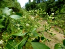 Fagraea elliptica