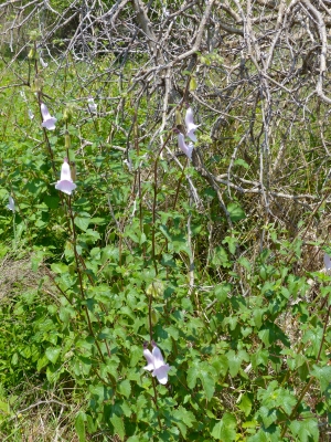 Ceratotheca triloba