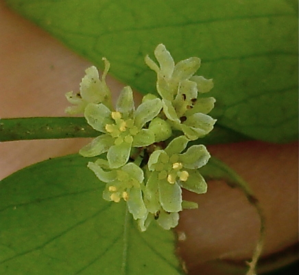 Phyllanthus marianus