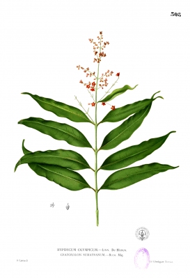 Cratoxylum sumatranum