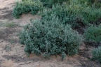Rhagodia spinescens