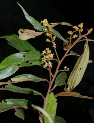 Nectandra cuspidata