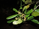 Calophyllum longifolium