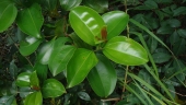 Miconia cinnamomifolia